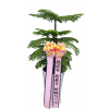알로카리아