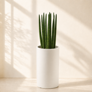 스투키